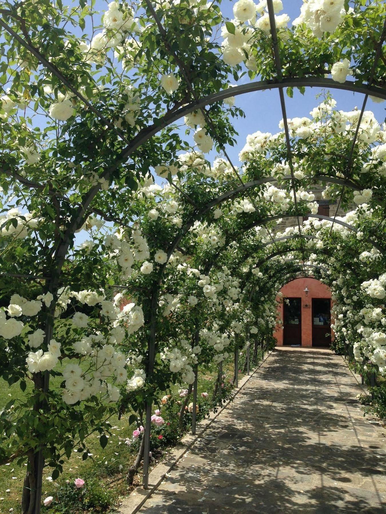 Agriturismo Casale Le Selvette Ripa Exteriér fotografie
